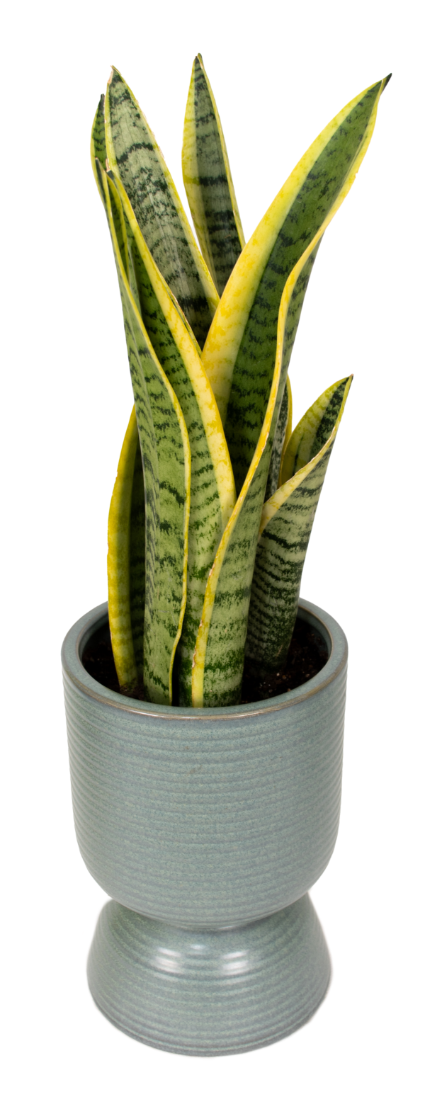 Snake Plant