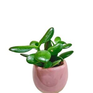 Jade plant